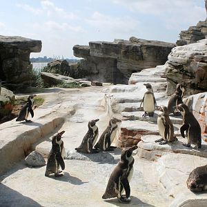 Zoo am Meer - Penguin exhibit