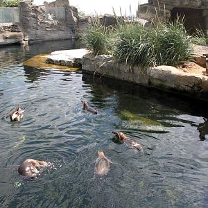Zoo am Meer - Penguin exhibit