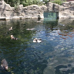 Zoo am Meer - Penguin exhibit