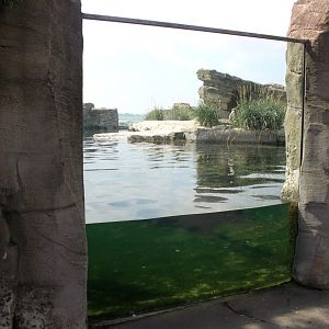 Zoo am Meer - Penguin exhibit