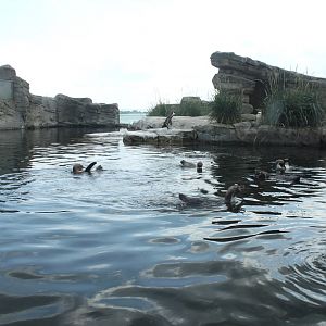 Zoo am Meer - Penguin exhibit