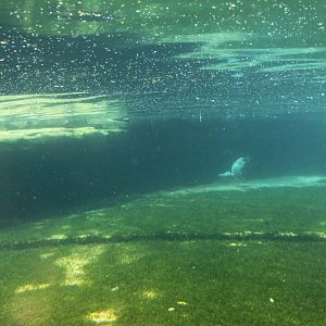 Zoo am Meer - Penguin exhibit