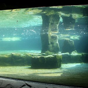 Zoo am Meer - Penguin exhibit