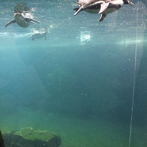 Zoo am Meer - Penguin exhibit