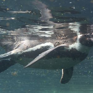 Zoo am Meer - Humboldt penguin