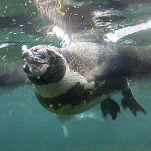 Zoo am Meer - Humboldt penguin