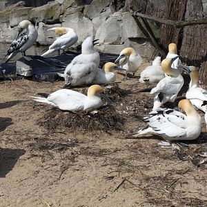 Zoo am Meer - Northern gannets