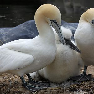 Zoo am Meer - Northern gannets