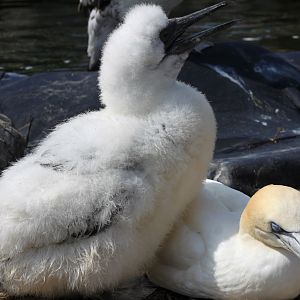 Zoo am Meer - Northern gannets