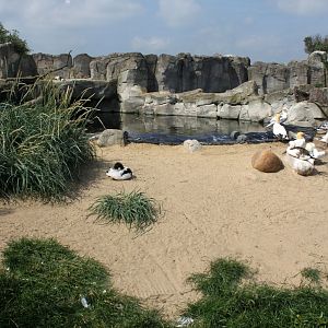 Zoo am Meer - Sea bird exhibit