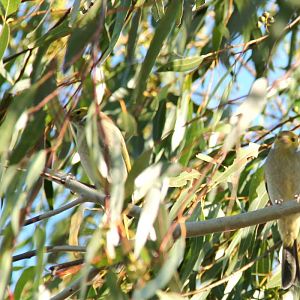 Mill Park Lakes, Victoria, Australia