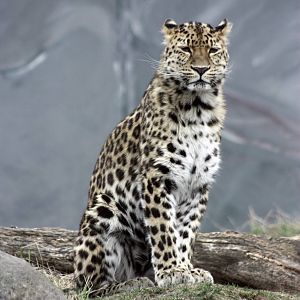 Parken Zoo Spring 201