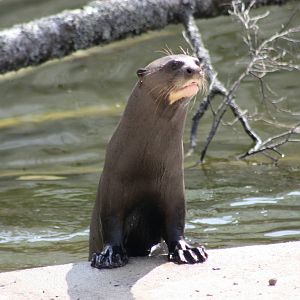 Parken Zoo Spring 201