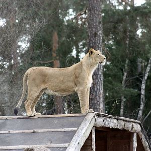 Parken Zoo Spring 2013