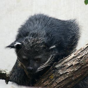 Parken Zoo Spring 2013