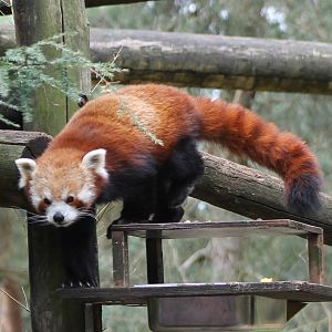 Red panda