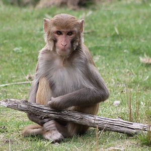 Rhesus monkey