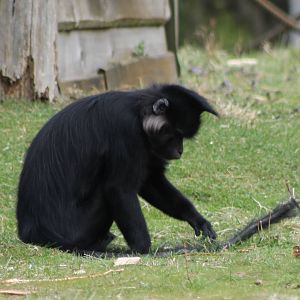 Black mangabey