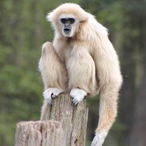 White-handed gibbon