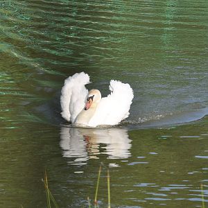 Mute swan/ Cygnus olor