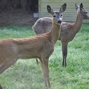 Western roe deer/ Capreolus capreolus