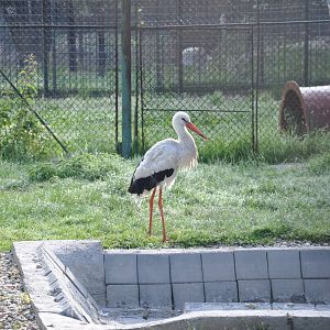 White stork/ Ciconia ciconia