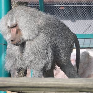 Hamadryas baboon/ Papio hamadryas