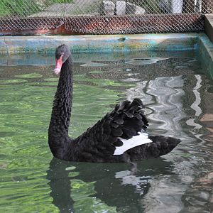 Black swan/ Cygnus atratus