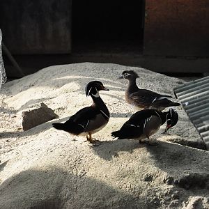 North American wood duck/ Aix sponsa