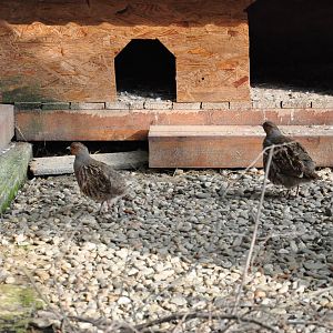 Grey partridge/ Perdix perdix