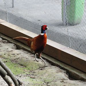 True pheasant/ Phasianus colchicus