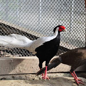 Silver pheasant/ Lophura nycthemera