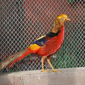 Golden pheasant/ Chrysolophus pictus