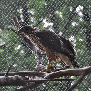 Northern goshawk/ Accipiter gentilis