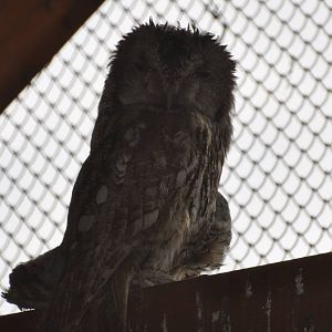 Tawny owl/ Strix aluco