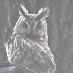 Long-eared owl/ Asio otus