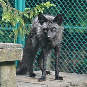 Red fox/ Vulpes vulpes