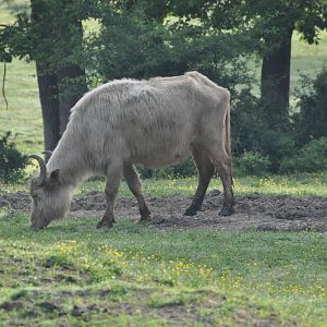 Asiatic water buffalo/ Bubalus bubalis