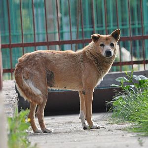 Dingo/ Canis lupus dingo