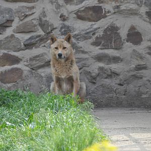 European grey wolf/ Canis lupus lupus
