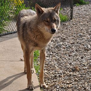 European grey wolf/ Canis lupus lupus
