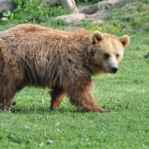 European brown bear/ Ursus arctos arctos