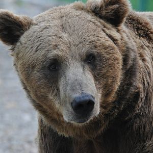 European brown bear/ Ursus arctos arctos