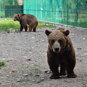 European brown bear/ Ursus arctos arctos