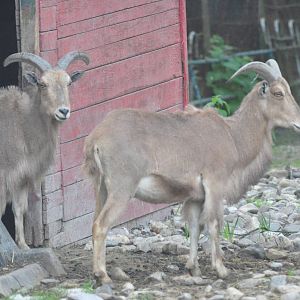 Barbary sheep/ Ammotragus lervia