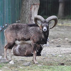 Mouflon/ Ovis aries musimon