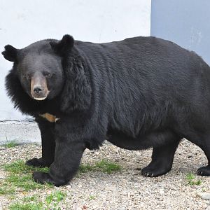 Asiatic black bear/ Ursus thibetanus