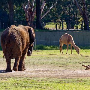 Elephant and friend