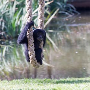 Siamang