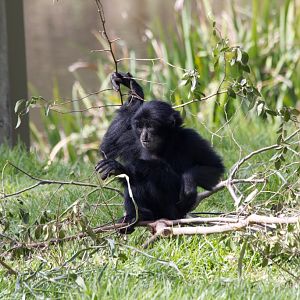 Siamang
